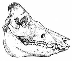 Withdrawal : Amongst Swine